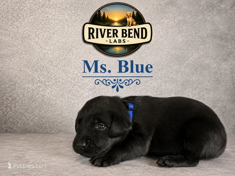 Ms. Blue – Labrador Retriever puppy for sale in Whitney, TX