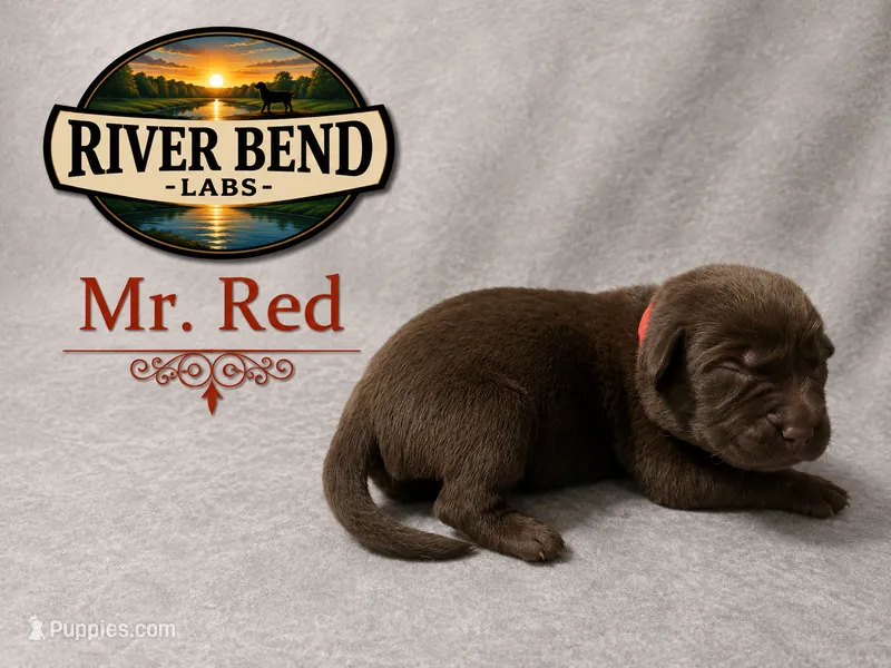 Mr. Red – Labrador Retriever puppy for sale in Whitney, TX