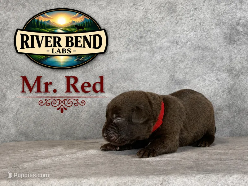 Mr. Red – Labrador Retriever puppy for sale in Whitney, TX