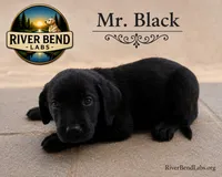 Mr. Black, a male Labrador Retriever for sale in Whitney, TX – 7 of 10