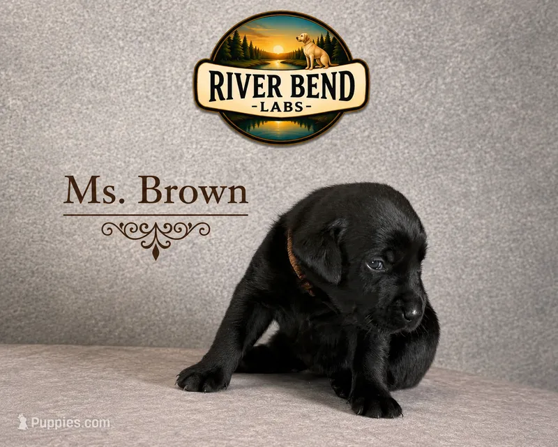 Ms. Brown – Labrador Retriever puppy for sale in Whitney, TX
