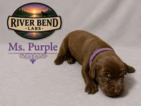 Ms Yellow, a female Labrador Retriever for sale in Whitney, TX – 3 of 9