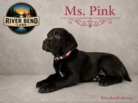Ms. Pink, a female Labrador Retriever for sale in Whitney, TX – 9 of 9