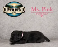 Mr. Black, a male Labrador Retriever for sale in Whitney, TX – 5 of 10
