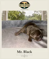 Mr. Black, a male Labrador Retriever for sale in Whitney, TX – 2 of 2