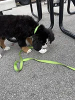 Blue, a male Bernese Mountain Dog for sale in Maple City, MI – 4 of 4