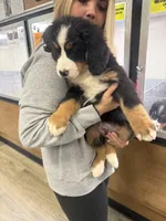 Blue, a male Bernese Mountain Dog for sale in Maple City, MI – 3 of 4