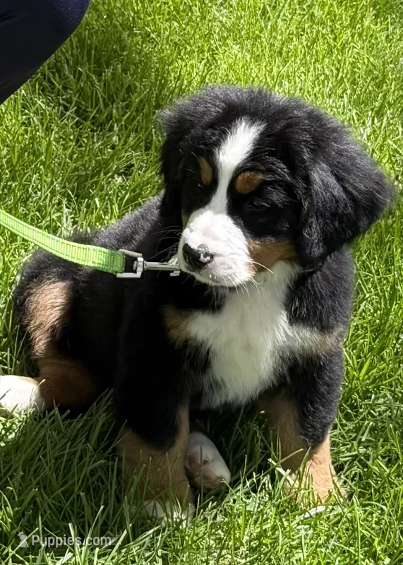 Blue – Bernese Mountain Dog puppy for sale in Maple City, MI