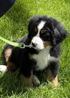 Blue, a male Bernese Mountain Dog for sale in Maple City, MI – 1 of 4