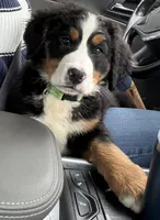 Blue, a male Bernese Mountain Dog for sale in Maple City, MI – 2 of 4
