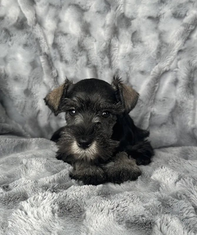 Sage – Miniature Schnauzer puppy for sale in Renville, MN