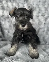 Sage, a female Miniature Schnauzer for sale in Renville, MN – Photo 2 of 3