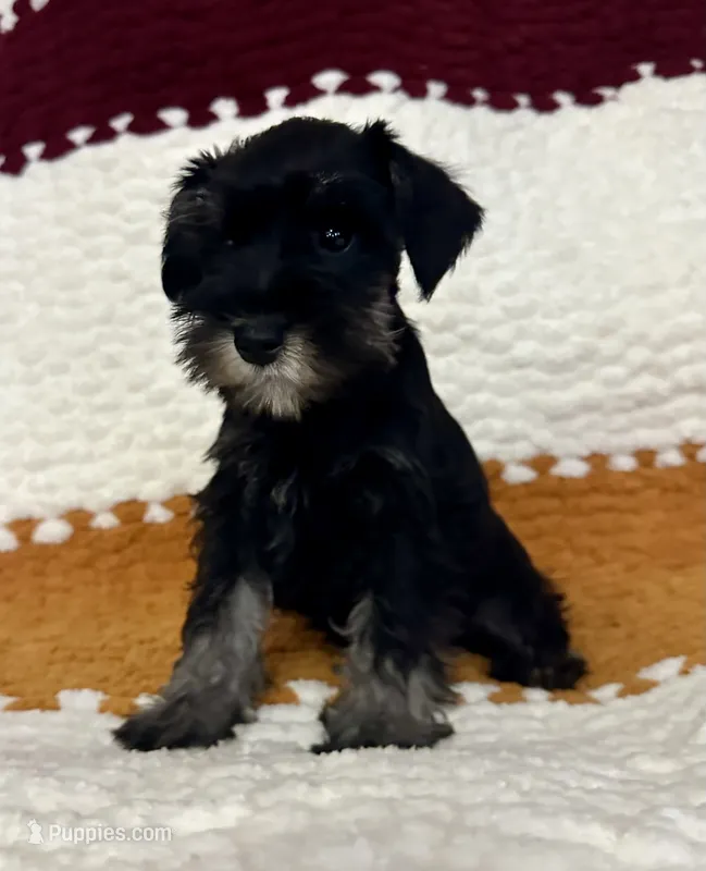 Gina – Miniature Schnauzer puppy for sale in Renville, MN