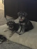 George , a male Miniature Schnauzer for sale in Renville, MN – Photo 1 of 3