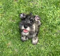Silas, a male Miniature Schnauzer for sale in Renville, MN – Photo 1 of 4