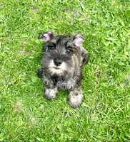 Silas, a male Miniature Schnauzer for sale in Renville, MN – Photo 4 of 4