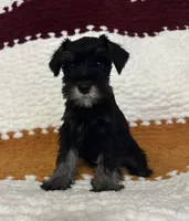 Gina, a female Miniature Schnauzer for sale in Renville, MN – 2 of 2