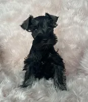 Rose, a female Miniature Schnauzer for sale in Renville, MN – Photo 2 of 2