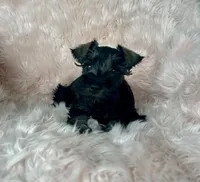 Rose, a female Miniature Schnauzer for sale in Renville, MN – Photo 1 of 2