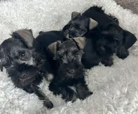 Ivy, a female Miniature Schnauzer for sale in Renville, MN – Photo 3 of 3