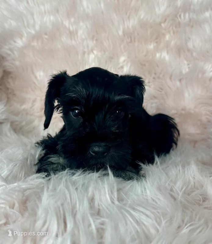 Ivy – Miniature Schnauzer puppy for sale in Renville, MN