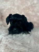 Ivy, a female Miniature Schnauzer for sale in Renville, MN – Photo 2 of 3