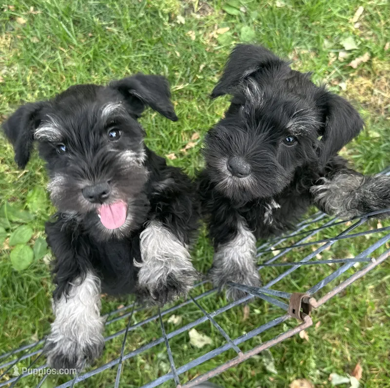 Jack – Miniature Schnauzer puppy for sale in Renville, MN