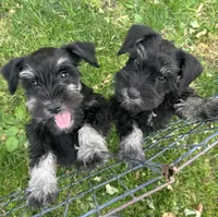 Jack, a male Miniature Schnauzer for sale in Renville, MN – 1 of 1
