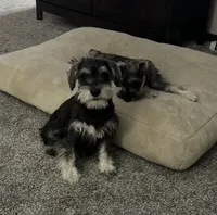 Duke, a male Miniature Schnauzer for sale in Renville, MN – Photo 1 of 2