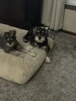 Duke, a male Miniature Schnauzer for sale in Renville, MN – Photo 2 of 2