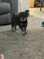 George , a male Miniature Schnauzer for sale in Renville, MN – Photo 3 of 3