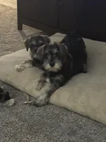 George , a male Miniature Schnauzer for sale in Renville, MN – Photo 2 of 3