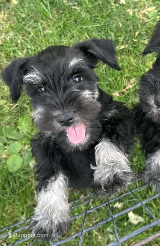 Jack – Miniature Schnauzer puppy for sale in Renville, MN