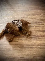 Sharon, a female Chihuahua and Poodle - Miniature  for sale in Mesquite, TX – 2 of 6