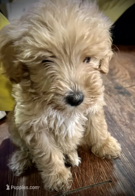 Sammy  – Poodle - Miniature  puppy for sale in Seagoville, TX