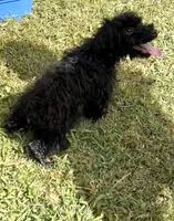 King, a male Chihuahua and Poodle - Miniature  for sale in Seagoville, TX – 4 of 7