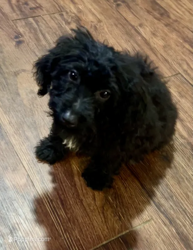 King – Chihuahua, Poodle - Miniature  puppy for sale in Seagoville, TX