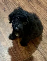King, a male Chihuahua and Poodle - Miniature  for sale in Seagoville, TX – 1 of 1