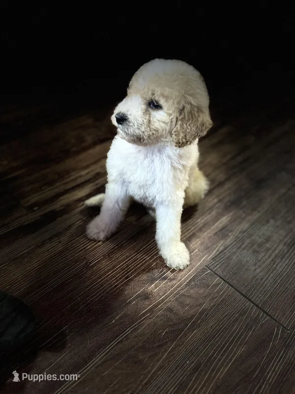 Tiny – Poodle - Miniature  puppy for sale in Seagoville, TX