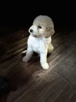 Tiny, a male Poodle - Miniature  for sale in Seagoville, TX – 1 of 1