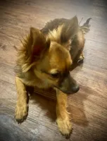 Chewy , a male Chihuahua for sale in Mesquite, TX – 1 of 3