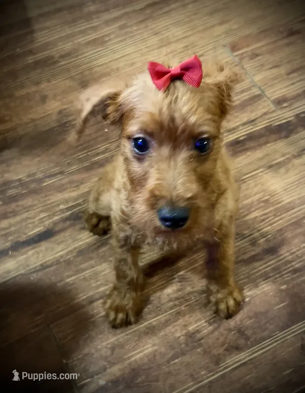 Sharon – Chihuahua, Poodle - Miniature  puppy for sale in Seagoville, TX