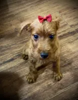 Sharon, a female Chihuahua and Poodle - Miniature  for sale in Seagoville, TX – 1 of 3