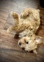 Lucky , a male Poodle - Miniature  for sale in Seagoville, TX – 2 of 2