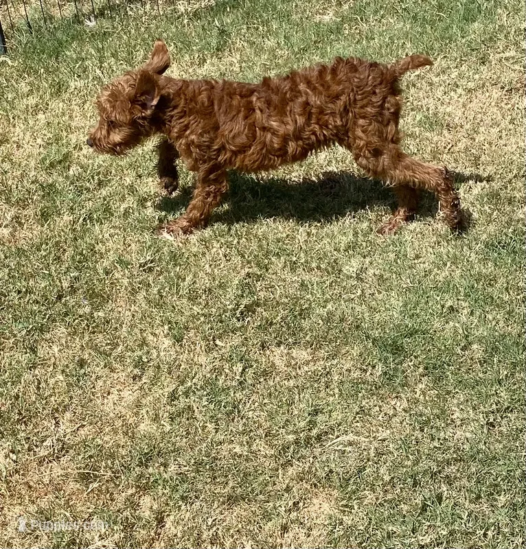 Sharon – Chihuahua, Poodle - Miniature  puppy for sale in Mesquite, TX