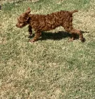 Sharon, a female Chihuahua and Poodle - Miniature  for sale in Mesquite, TX – 3 of 6