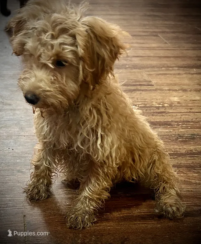 Lucky  – Poodle - Miniature  puppy for sale in Mesquite, TX