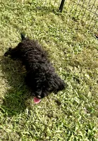 King, a male Chihuahua and Poodle - Miniature  for sale in Seagoville, TX – 7 of 7