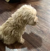 Sammy , a male Poodle - Miniature  for sale in Seagoville, TX – 2 of 2