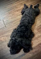 King, a male Chihuahua and Poodle - Miniature  for sale in Mesquite, TX – 2 of 8
